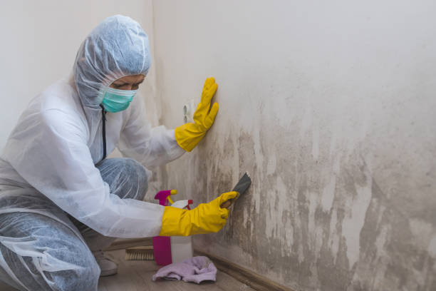 Environmental Consulting for Mold Prevention in Rose Hills, CA